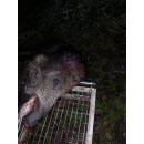 Wildkorbrolle für Gehetec Wildkorb