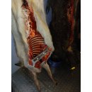 Wildspreizer V2A universal