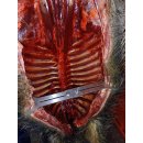 Wildspreizer V2A universal